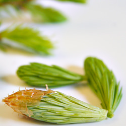 Spruce Tip-Infused Olive Oil