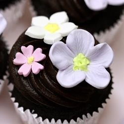 Chocolate Cupcakes