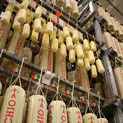 Visit to Provolone Cheese factory