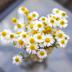 Chamomile Tea