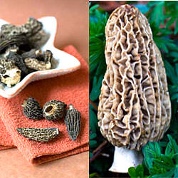 Morel Mushrooms Giveaway