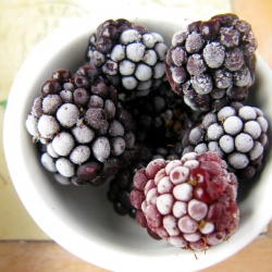 Blackberry and Avocado Ice Cream