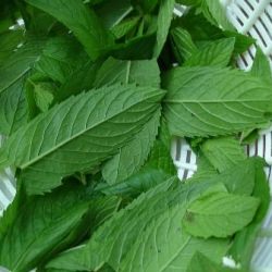 Mint