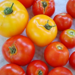Homegrown Tomatoes