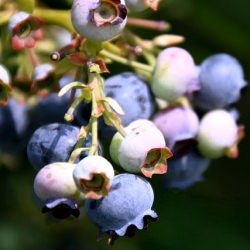 Blueberry Picking