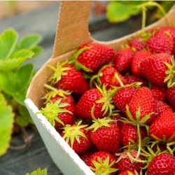 Fresh Strawberry Pie