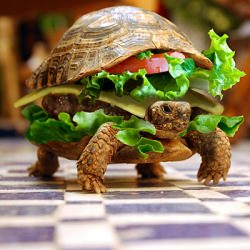 Turtle Burger