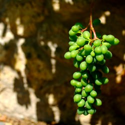 Wine’s Baby Picture