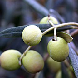 Cobram Estate Olive Oil