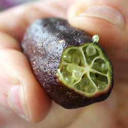 Finger Lime