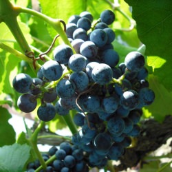 Grapes To Wine