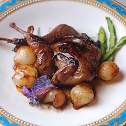 Lavender Quail