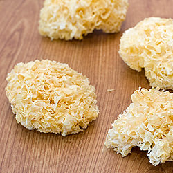 Snow Fungus
