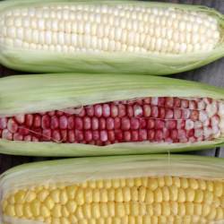 Grilled Corn & Lemon-Paprika Butter