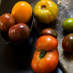 Tomatoes Tomatoes Tomatoes!