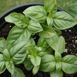How My Garden Grows