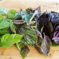 Freezing Pesto