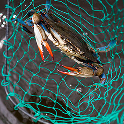 Blue Crabbing In The Outer Banks