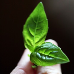 Fresh Basil
