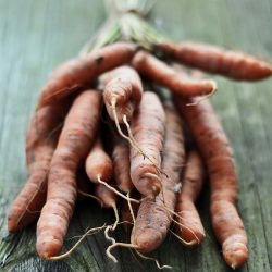 Organic Carrots