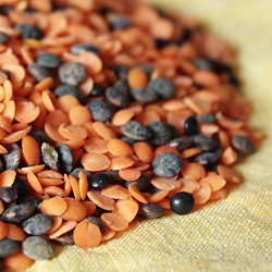 Lentil Colors