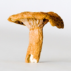 Candy Cap Mushrooms