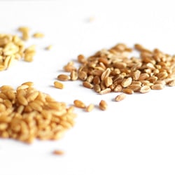 Whole Wheat Flour