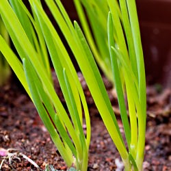 Home Grown Spring Onion