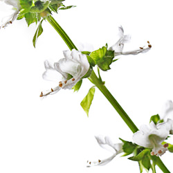 Basil