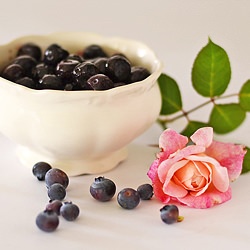 Rosewater Panna Cotta