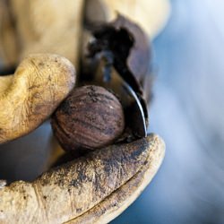 Shelling and Eating Black Walnuts