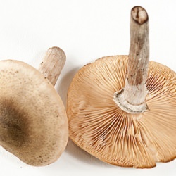 Honey Mushrooms