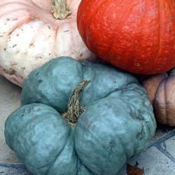 Goodies from a CSA