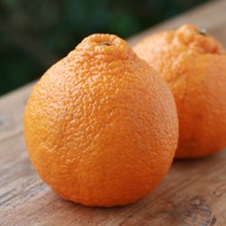 Sumo Citrus or Dekopon