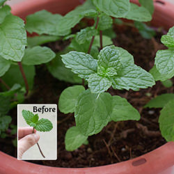 How to Grow Mint