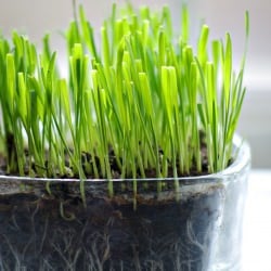 Growing Wheat Grass