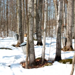 A Sugaring Off Story