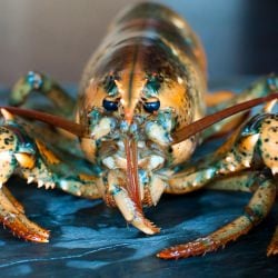 How to Boil Lobster