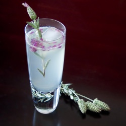 Lavender Collins