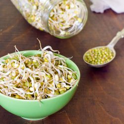Home Grown Bean Sprouts