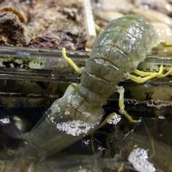 Pissing Shrimp from Hong Kong