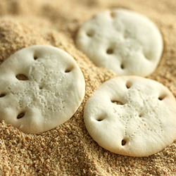 Sand Dollar Cookies