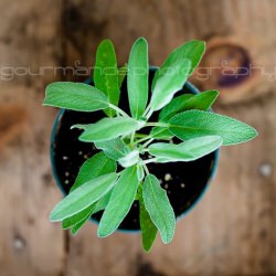Indoor Herb Garden