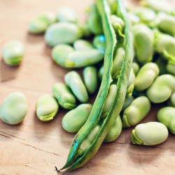 Fresh Fava Beans