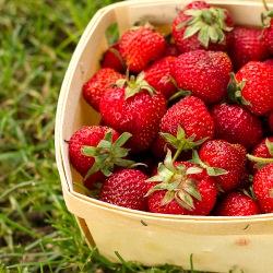 Spotlight on Strawberries