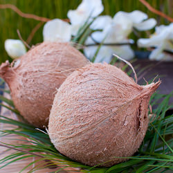 How to Crack a Coconut