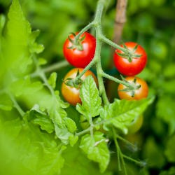 Kitchen Garden