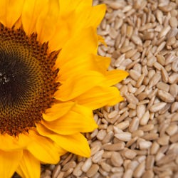 Sunflower Seeds