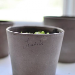 Sprouting Lentils