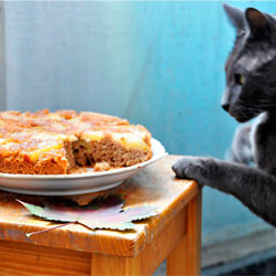 Apple and Cinnamon Pie